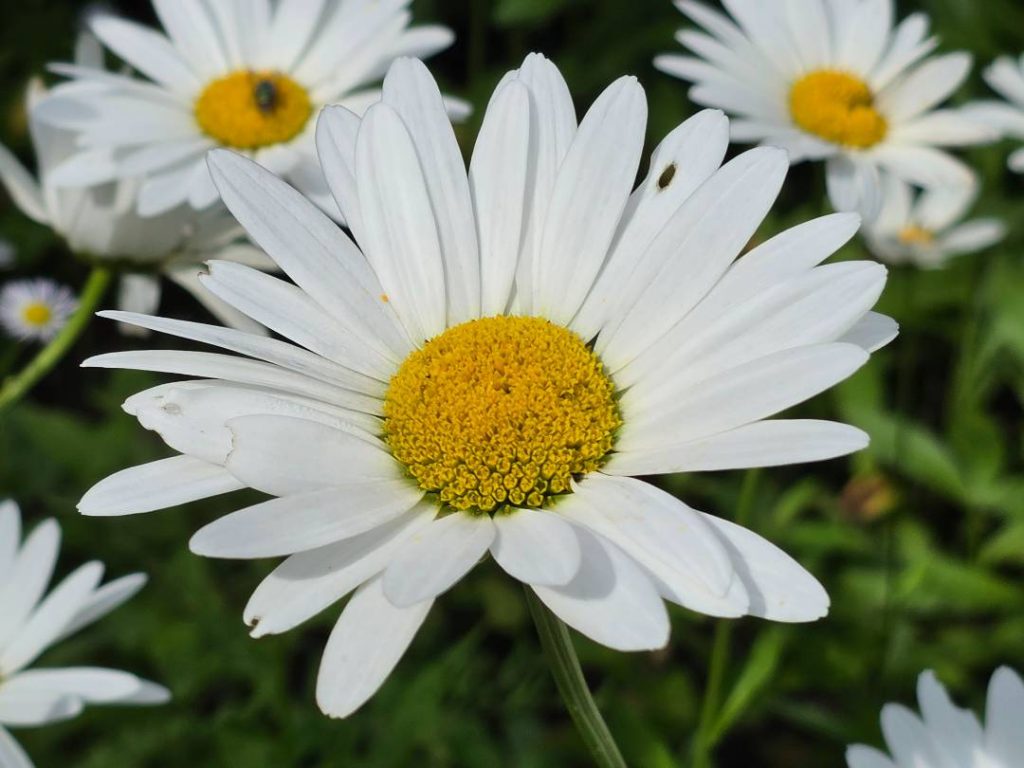 Marguerite photographiée en gros plan avec le Samsung Galaxy Z Fold8 Ultra