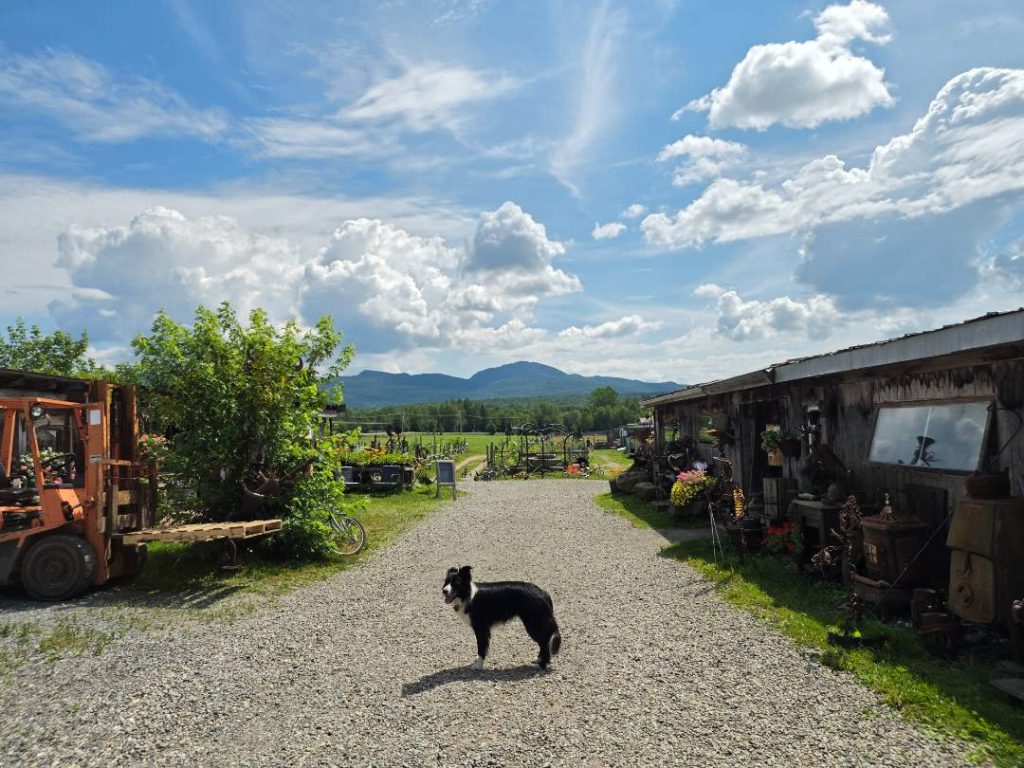Chien noir dans une ferme photographié avec le Samsung Galaxy Z Fold8 Ultra